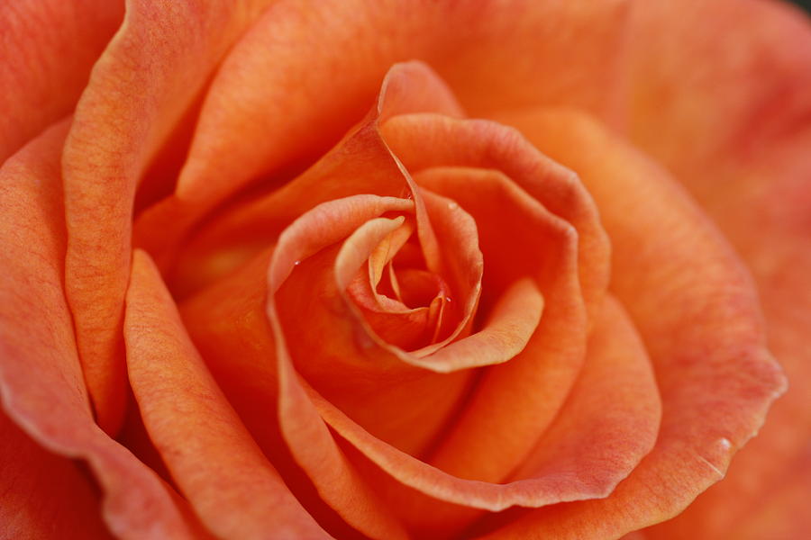 Peach Rose Photograph by Martina Fagan