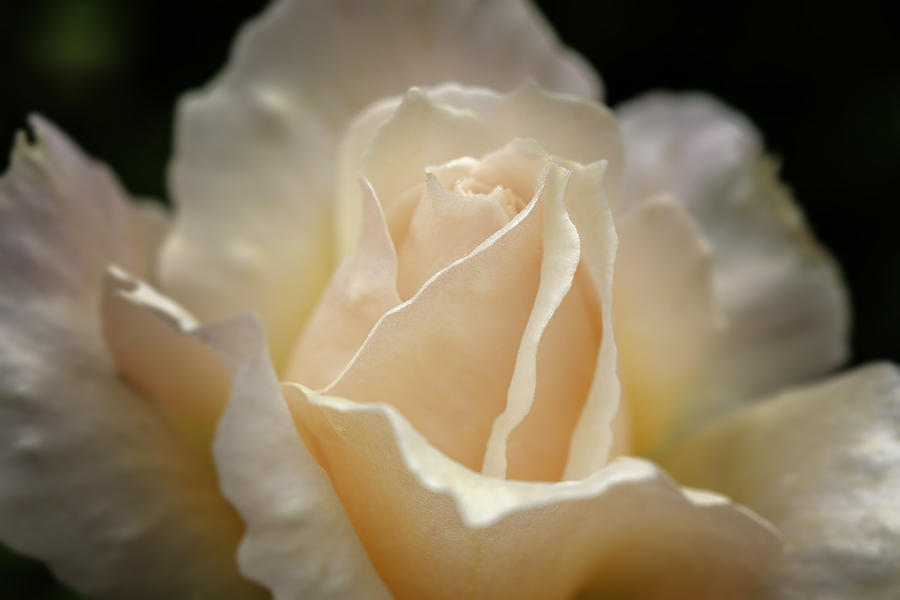 Peach Rose Photograph by Mary Angelini