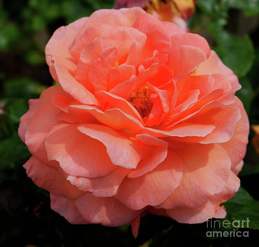 Peach rose Photograph by Mini Arora