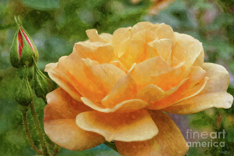Peach Rose Painterly Mixed Media by Jennifer White