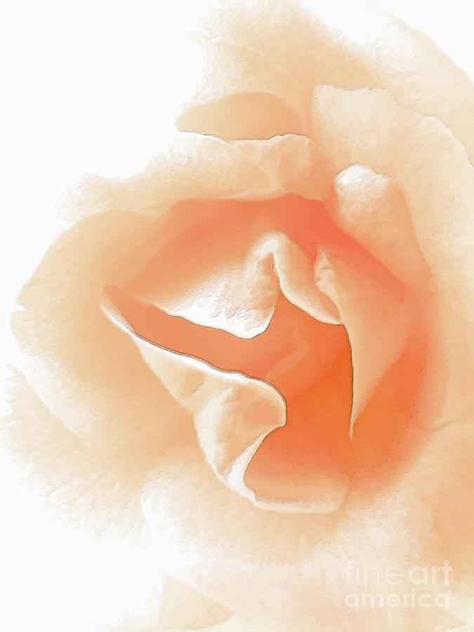 Peach Rose Painting Painting by Robyn King