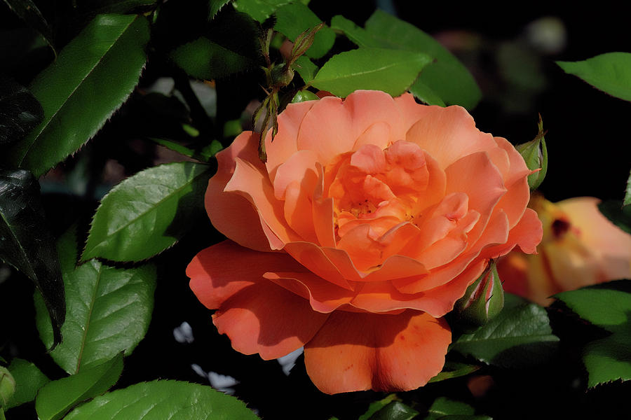 Peach Rose Photograph by Ronda Ryan