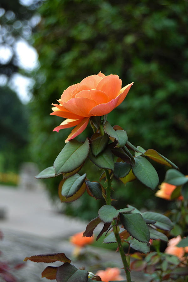 Peach Rose Photograph