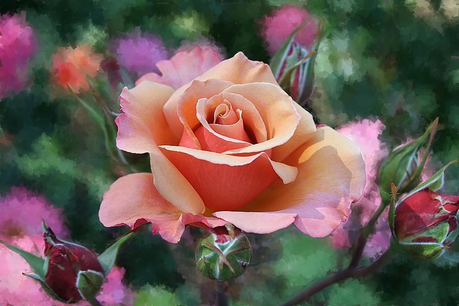Peach Rose Photograph by Sherrie Triest