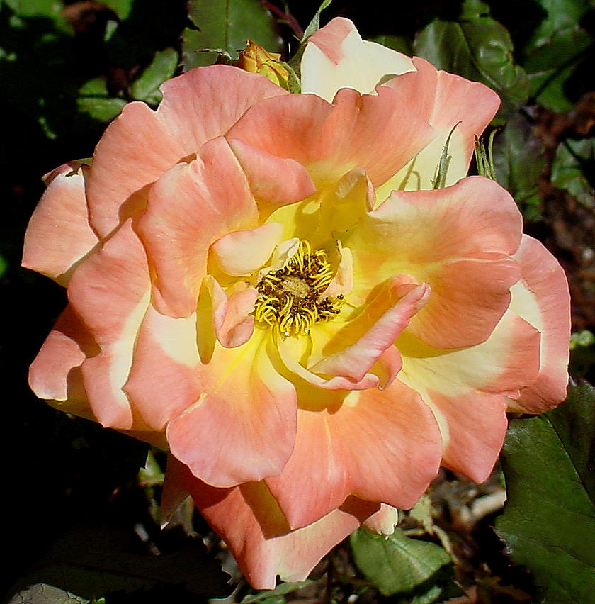 Peach Rose Photograph by Shirley Heyn
