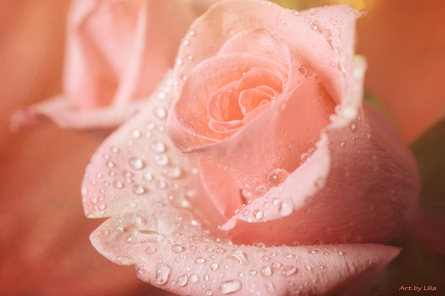 Peach Rose with dew drops Photograph by Lilia S