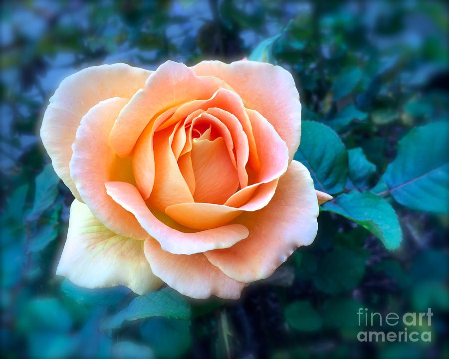 Peach rose #1 Photograph by Wonju Hulse