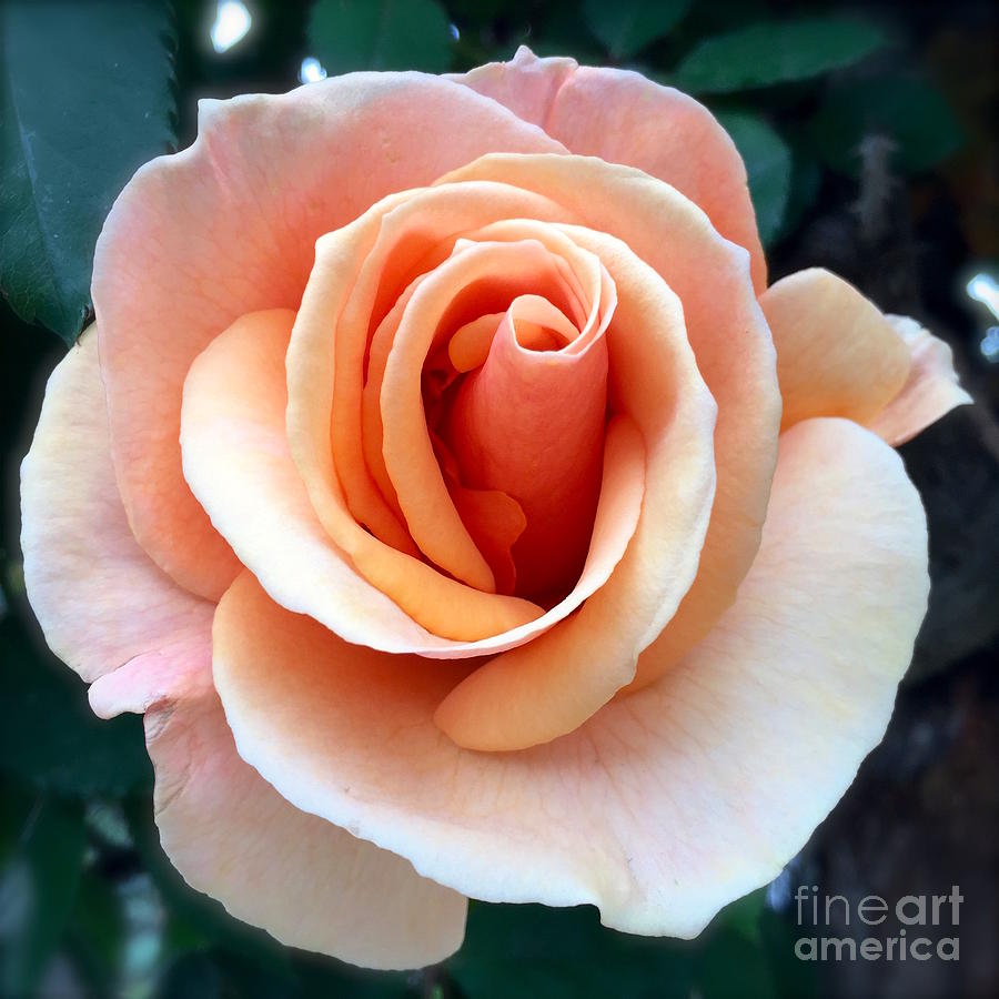 Peach rose Photograph by Wonju Hulse