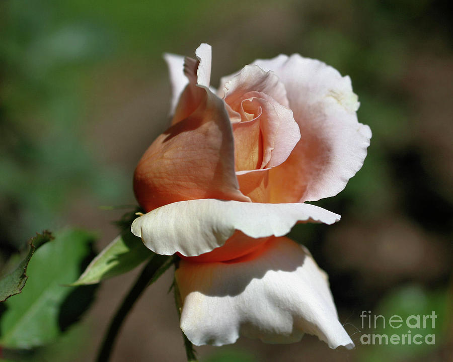 Peach Rosebud In Sunlight Photograph by Smilin Eyes Treasures