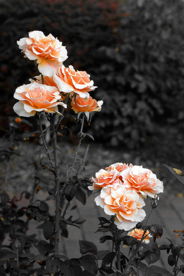 Rose Photograph - Peach Roses by Russ Mullen