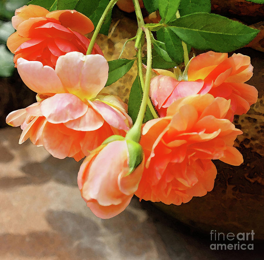 Peach Roses Photograph by Thomas Lovelace