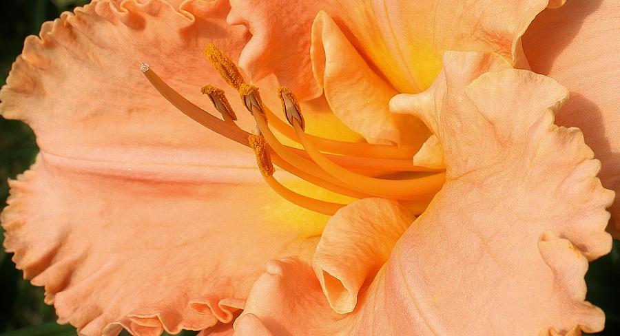 Nature Photograph - Peach Ruffles by Bruce Bley