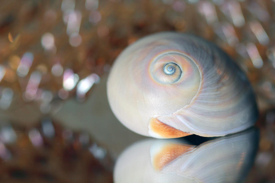 Peach Seashell Photograph by Angela Murdock