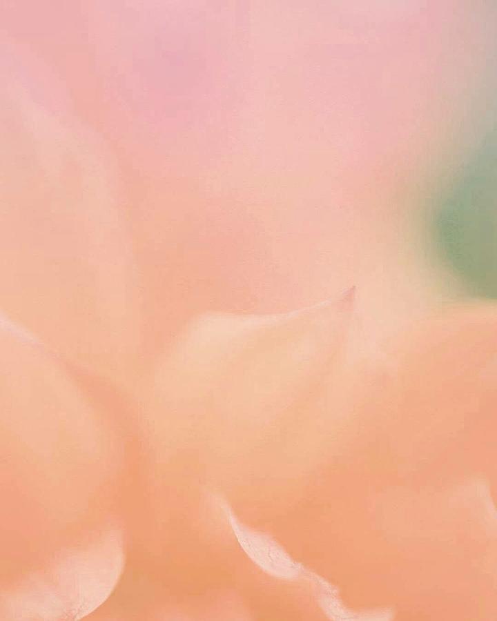 Peach Softness Photograph by The Art Of Marilyn Ridoutt-Greene