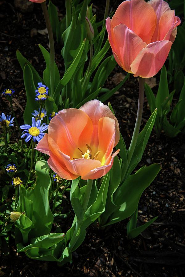 Peach Spring Tulips Photograph by Lynn Bauer