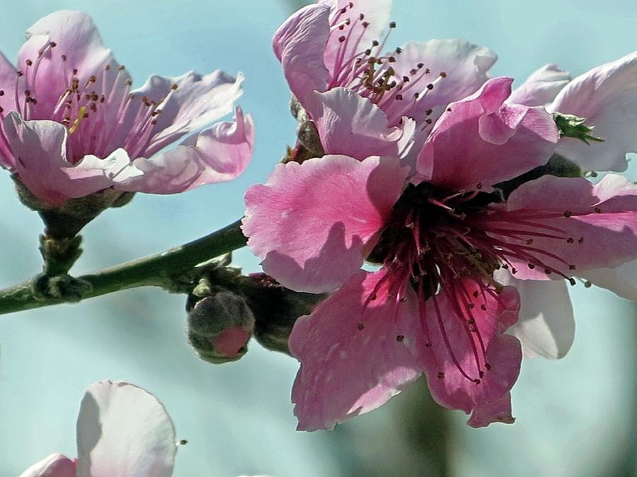 Peach Tree Blooms Photograph by Hazel Vaughn - Fine Art America