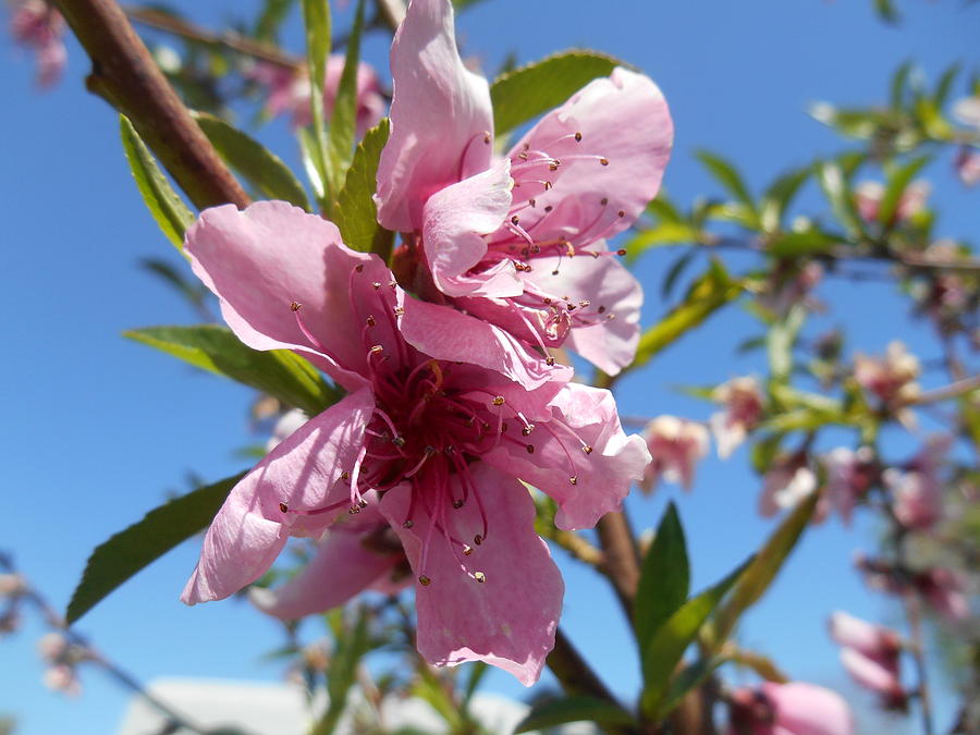 Peach Tree Blossom Pink Flower Photograph