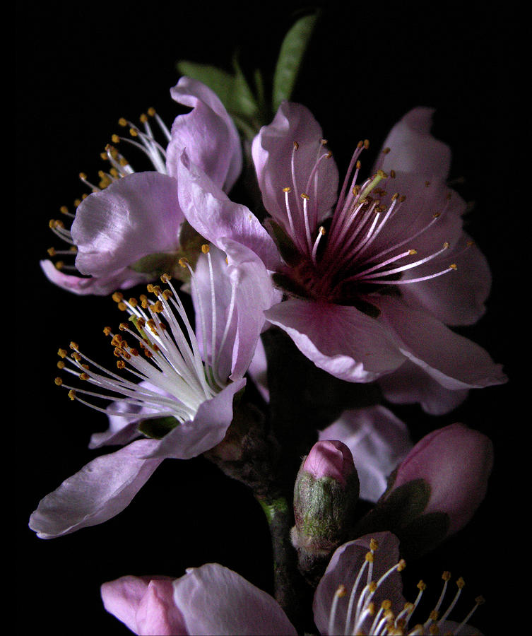 Peach Tree Blossom Two Photograph by Nancy Griswold