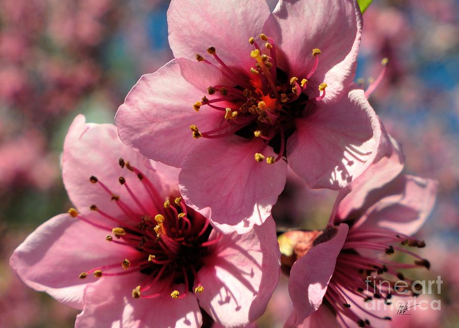 Peach Tree Blossoms Photograph by Mark Valentine