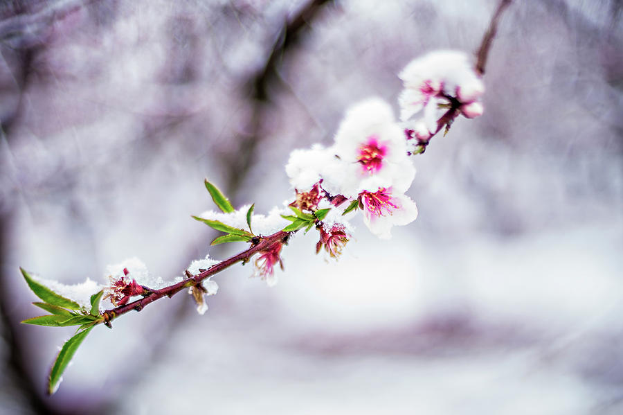 Peach Tree Farm During Spring Snow With Blossoms Photograph by Alex Grichenko