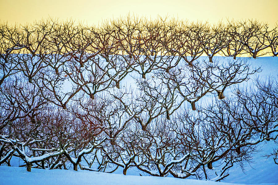 Peach Tree Orchards On Snowy Winter Landscape Photograph by Alex Grichenko