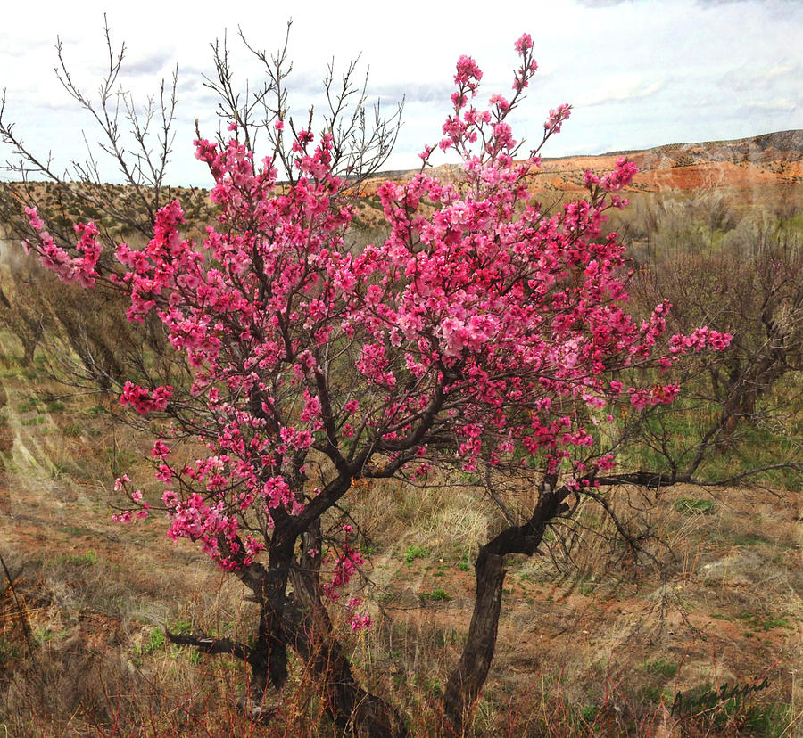 Peach Trees in Bloom Chimayo Photograph by Anastasia Savage Ealy