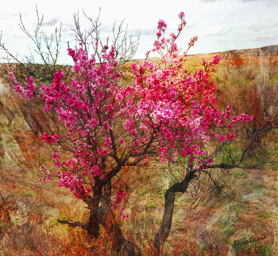 Peach Trees In Blossom Chimayo Photograph by Anastasia Savage Ealy