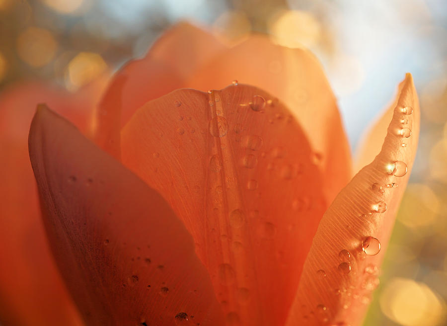Peach Tulip Photograph by Lilia S