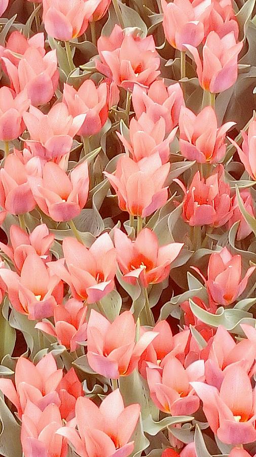 Peach Tulips Photograph by Oleg Zavarzin