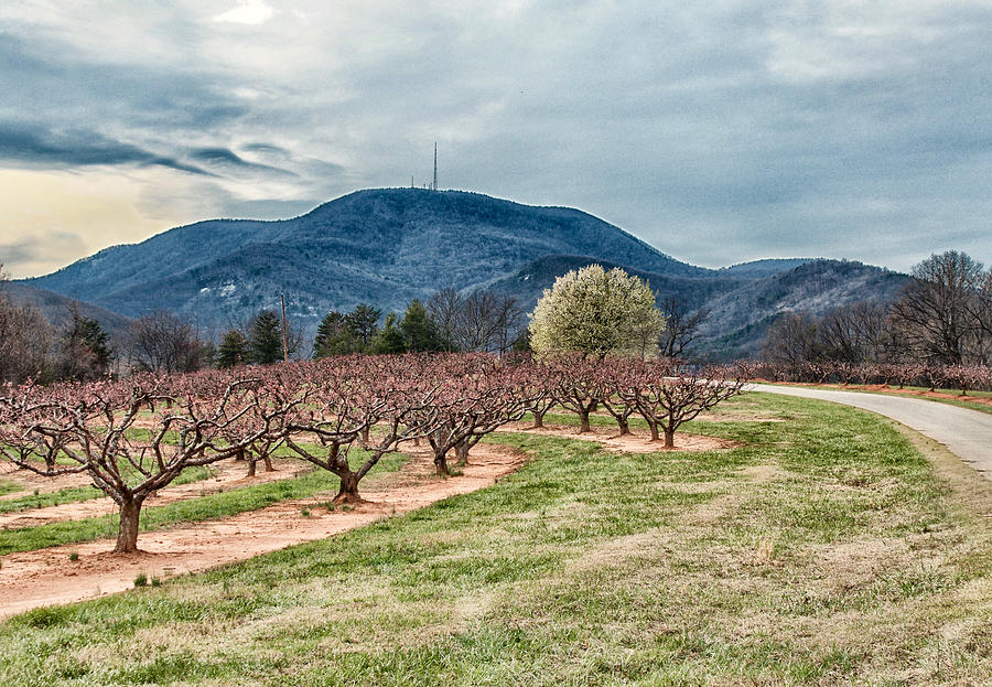 Peach Valley Photograph by Blaine Owens Fine Art America