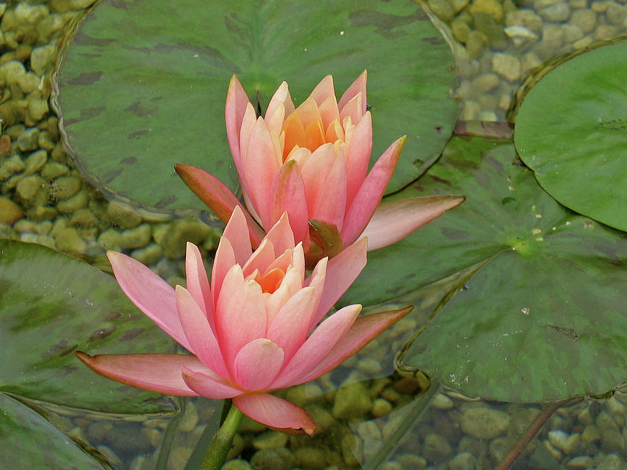 Peach Water Lily Photograph by Ira Marcus
