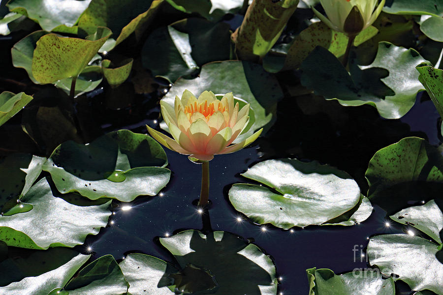 Peach Water Lily Photograph by Mary Haber