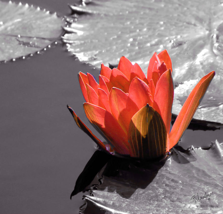 Peach Water Lily Selective Color Photograph by Rosalie Scanlon