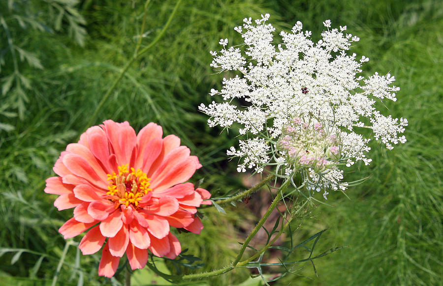 Peach Zinnia and Queen Annes Lace Photograph by Ellen Tully