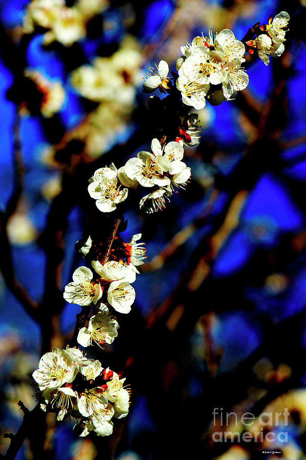 Peachcot Blooms Announce Spring In Colorado II Photograph