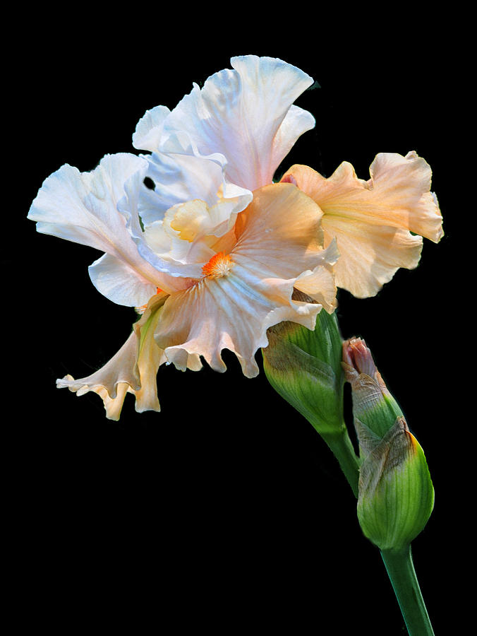Peaches and Cream Iris Photograph by Dave Mills