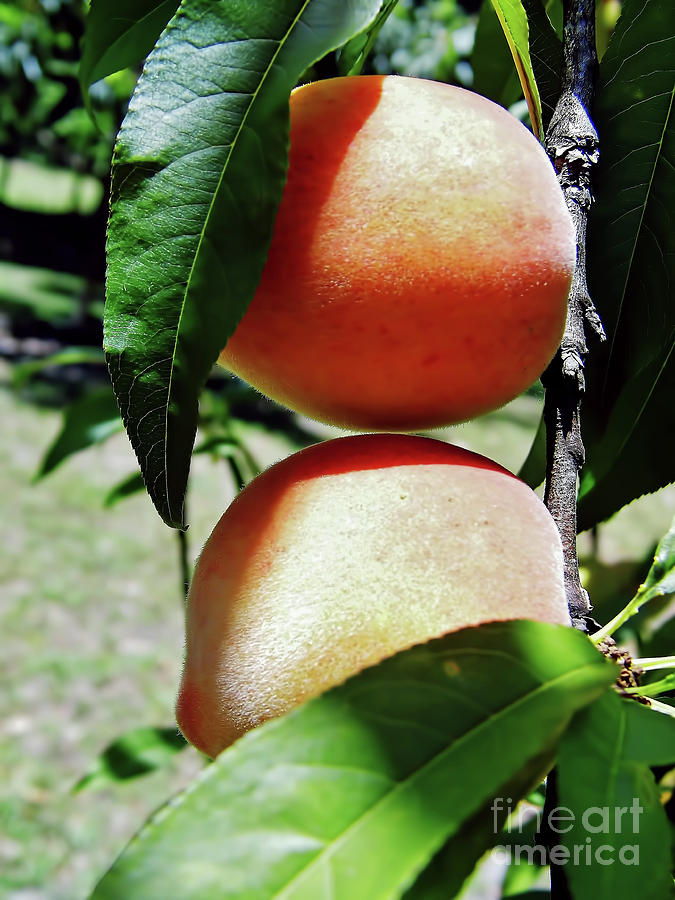 Peaches Photograph by D Hackett