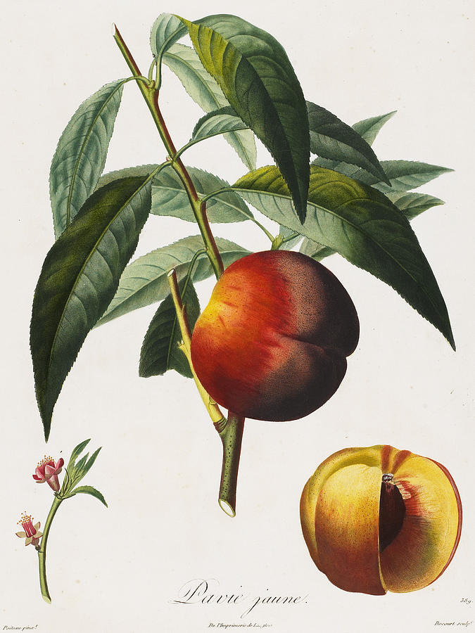 Peach Painting - Peaches by Pierre Antoine Poiteau
