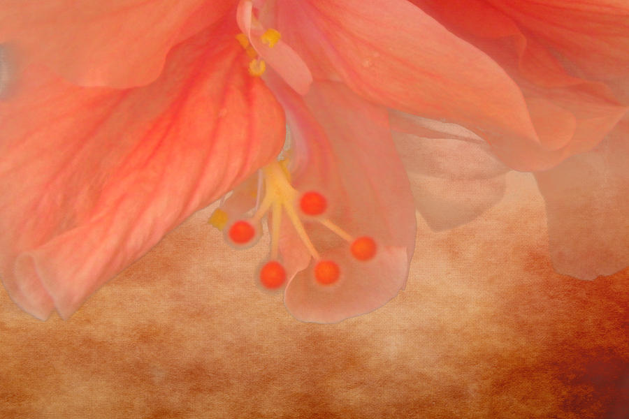 Peachy Blossom Photograph by Judy Hall-Folde
