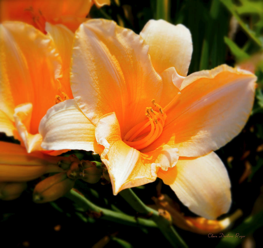 Spring Photograph - Peachy Daylily by Clara Darlene Reger