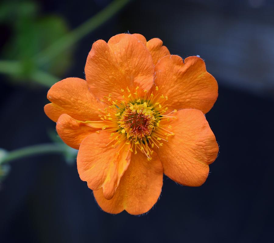 Peachy Geum Photograph by Jimmy Chuck Smith