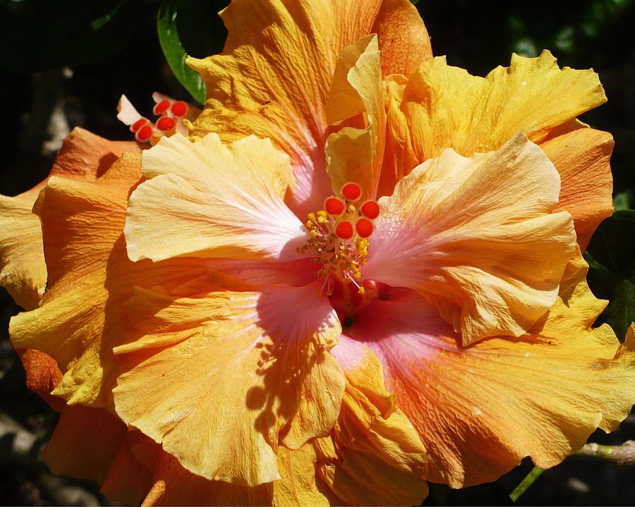Peachy Hibiscus Photograph by Florene Welebny