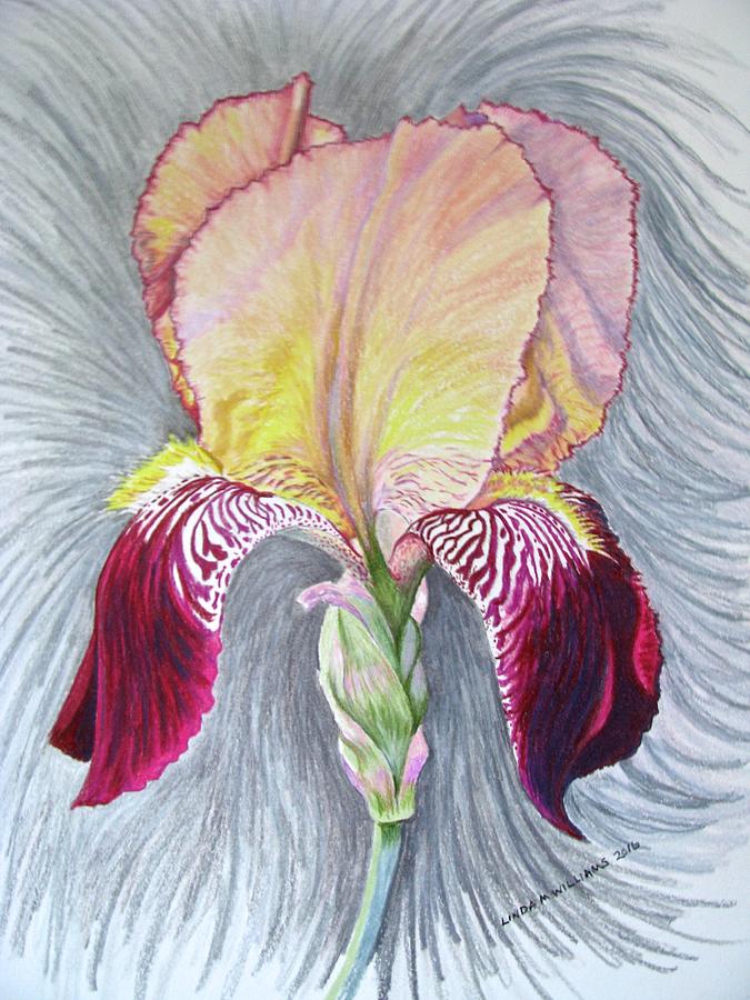 Peachy Iris Drawing by Linda Williams