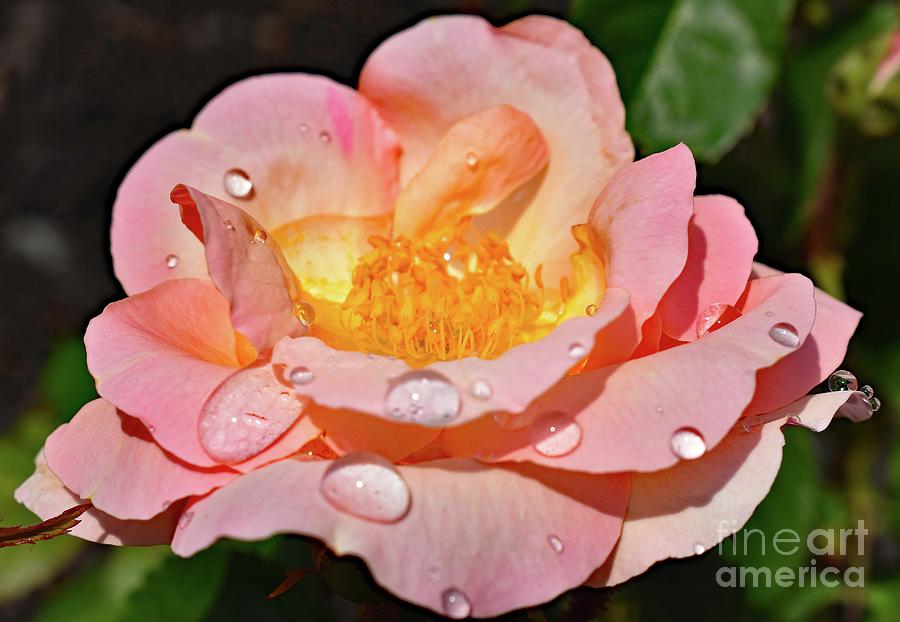 Peachy Knock Out Rose Photograph