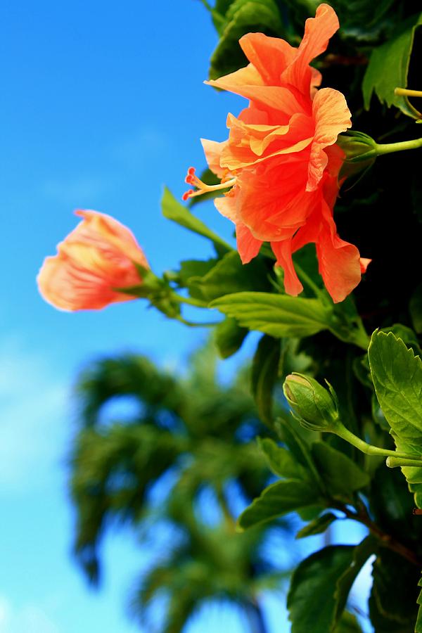 Peachy Orange Hibiscus Photograph by Catie Canetti