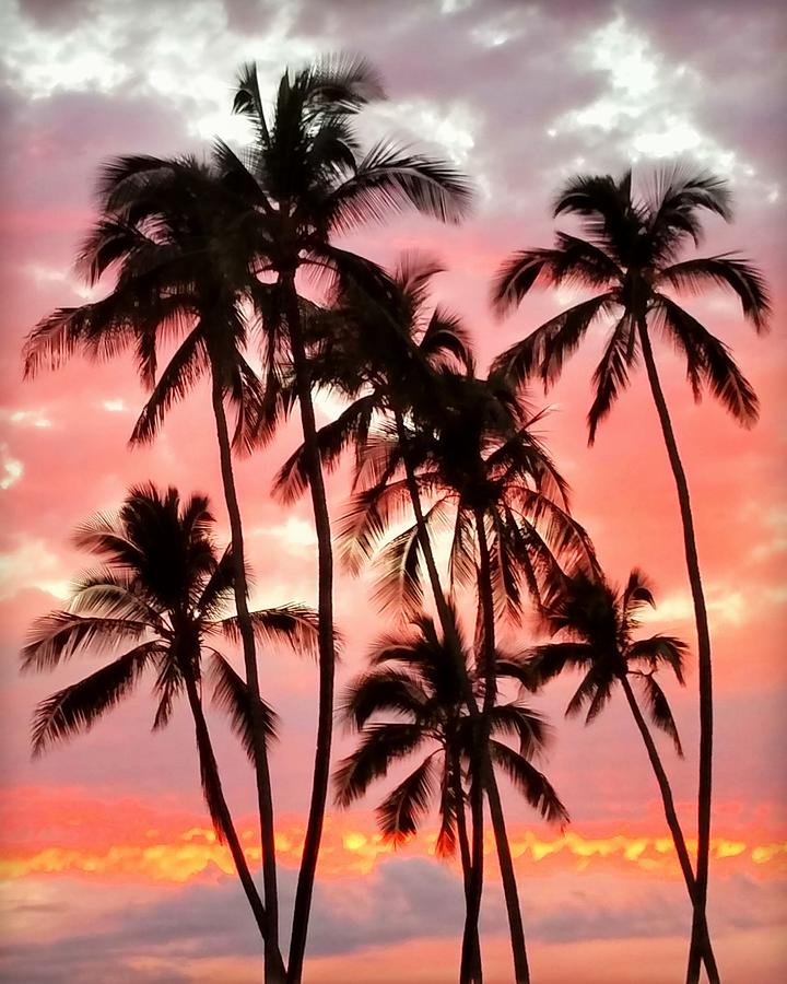 Peachy Palms Photograph by Jeff Cook