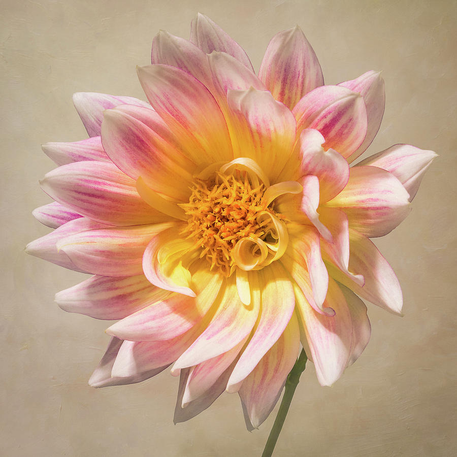 Peachy Pink Dahlia Close-up Photograph by Patti Deters