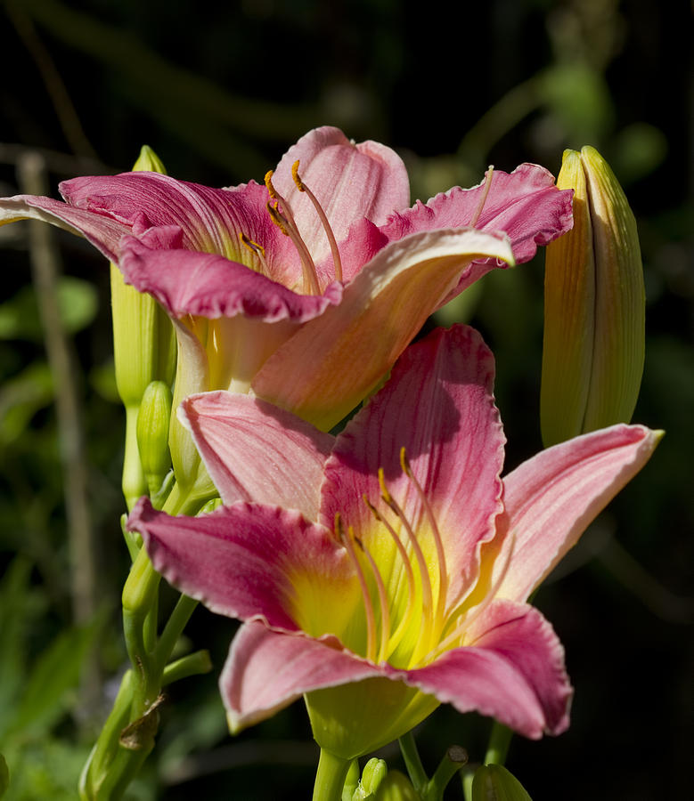 Peachy Pink Daylily Blossoms Photograph by Kathy Clark