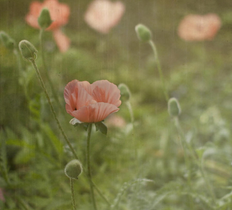 Summer Photograph - Peachy Poppies by Rebecca Cozart