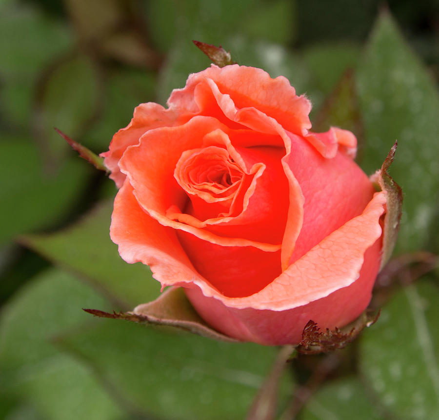 Peachy Rose Photograph by Jean Noren